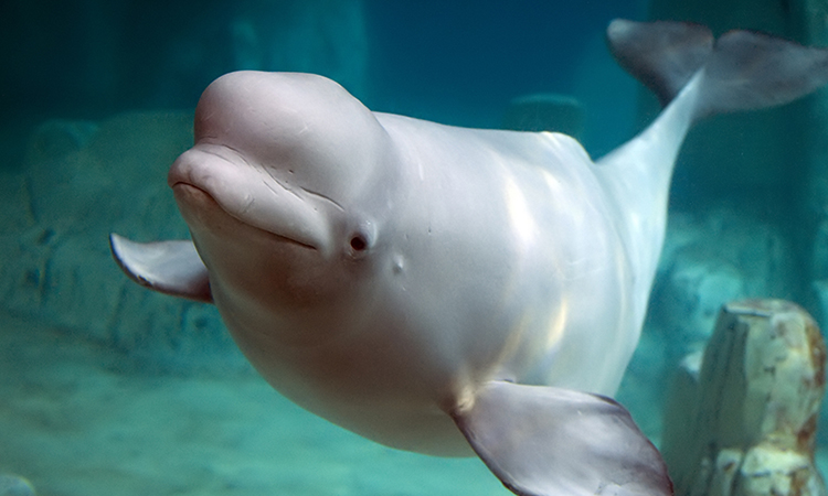 Beluga whale